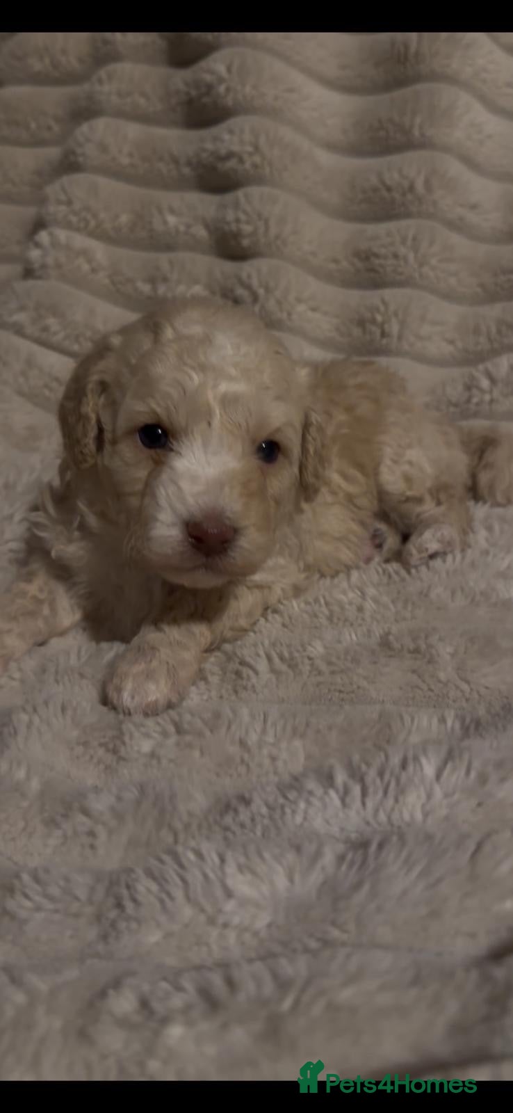 Mixed Breed dogs Beautiful Toy/Miniature Poodle Puppies 🐾 - Advert 2