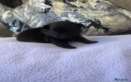 Pomchi dogs for sale: 3/4 Pomeranian  - Image 1