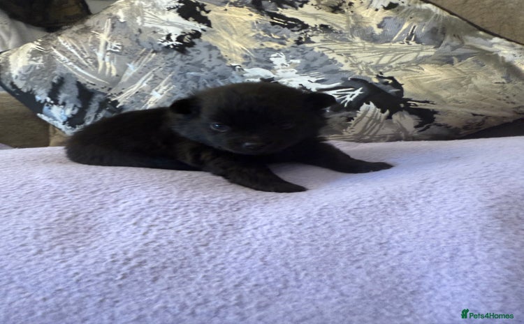 Pomchi dogs - Advert 16