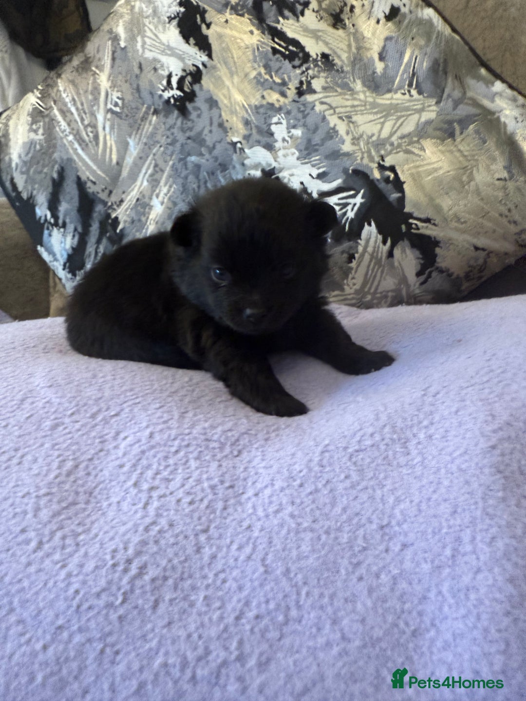 Pomchi dogs for sale: 3/4 Pomeranian  - Image 1