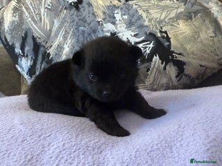 Pomchi dogs - Advert 1