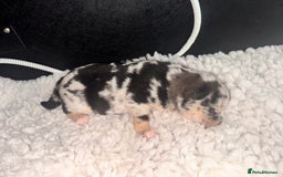 Pomsky dogs for sale: Lilac sired F2 masked Pomsky blue eyes  - Image 17