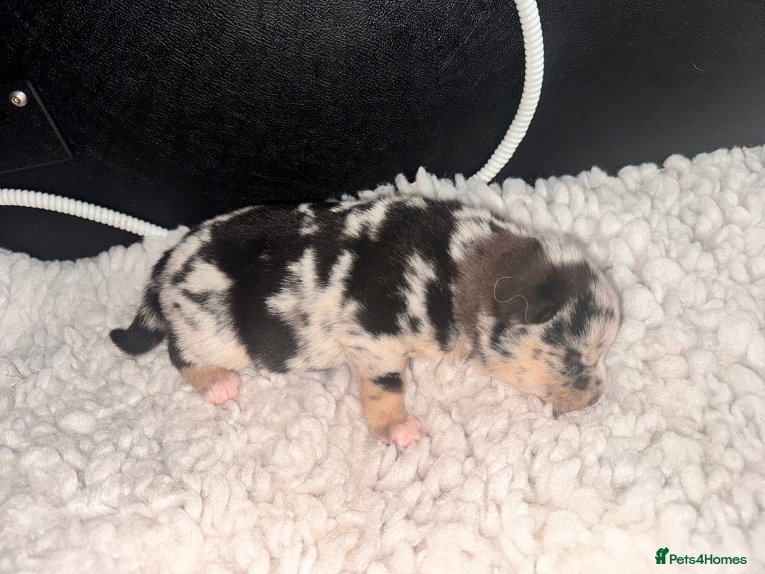 Pomsky dogs for sale: Lilac sired F2 masked Pomsky blue eyes  - Image 17