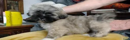 Lhasa Apso dogs for sale: 6 Lhasa Apso Puppies ready to leave now! - Advert 6