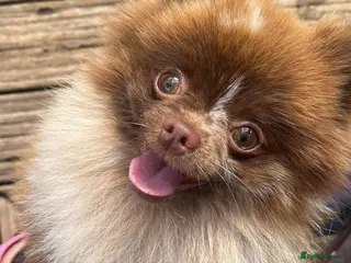 Pomeranian dogs 💚 RUSSIAN CHOC MERLE 🧸BEAR POM CARRY LILAC/TAN💚 in Romford - Advert 2