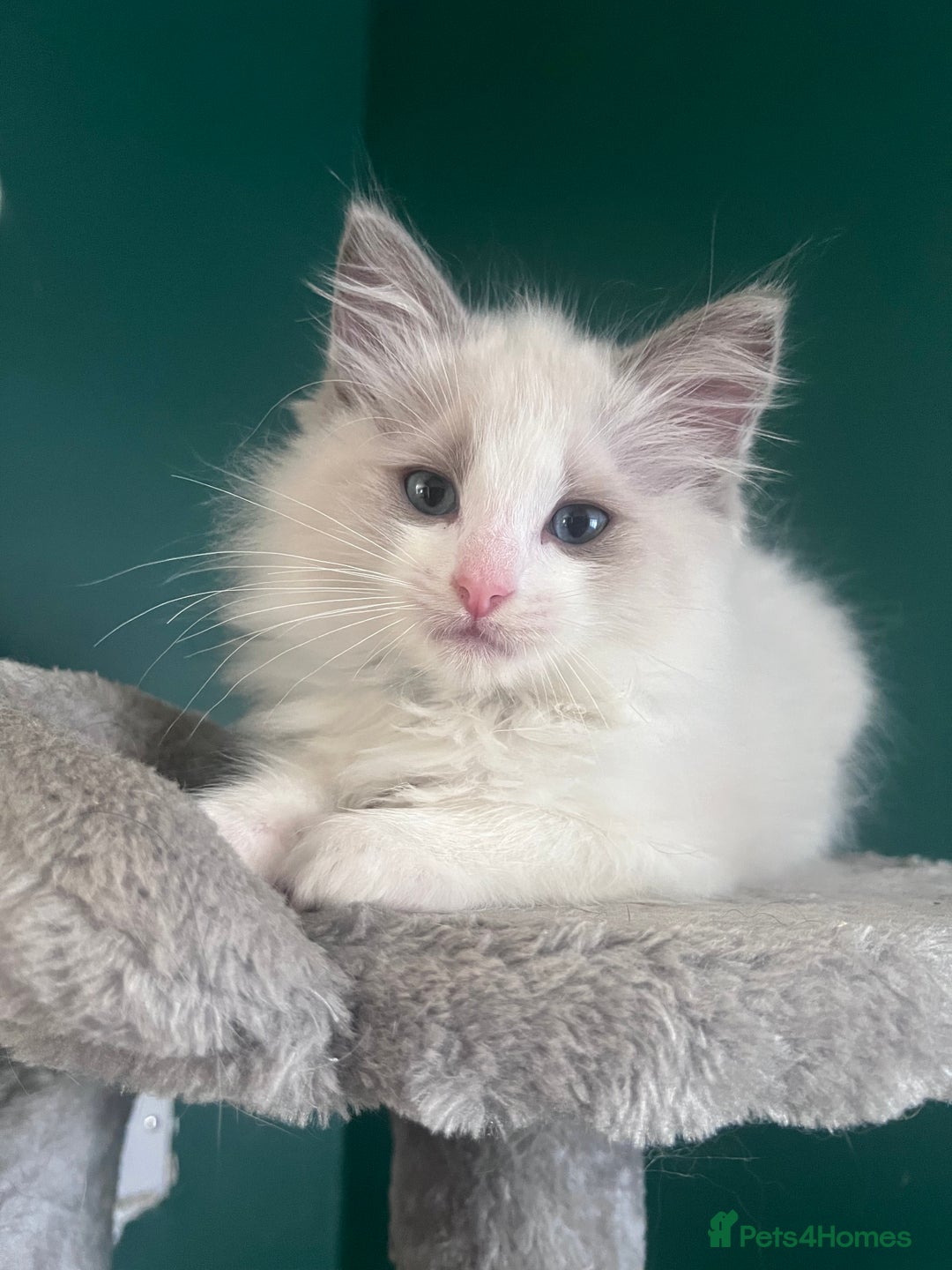 Ragdoll cats for sale: Stunning male Ragdoll kittens only 2 left - Image 5