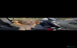 Miniature Poodle dogs for sale: Apricot miniature poodle  - Image 3