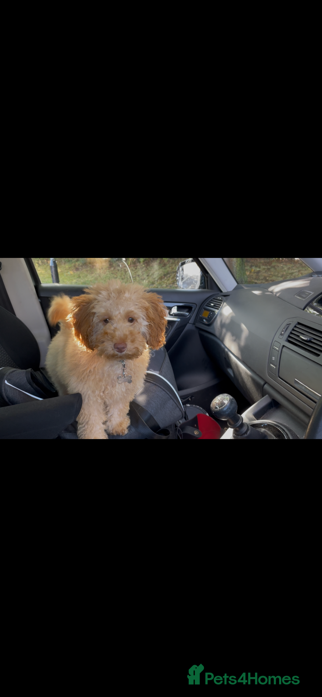 Miniature Poodle dogs for sale: Apricot miniature poodle  - Image 3