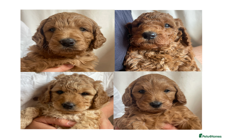 Mini Goldendoodle dogs - Advert 9
