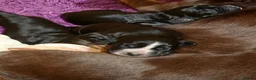 Cocker Spaniel dogs for sale: Beautiful litter of working cocker puppies - Advert 8