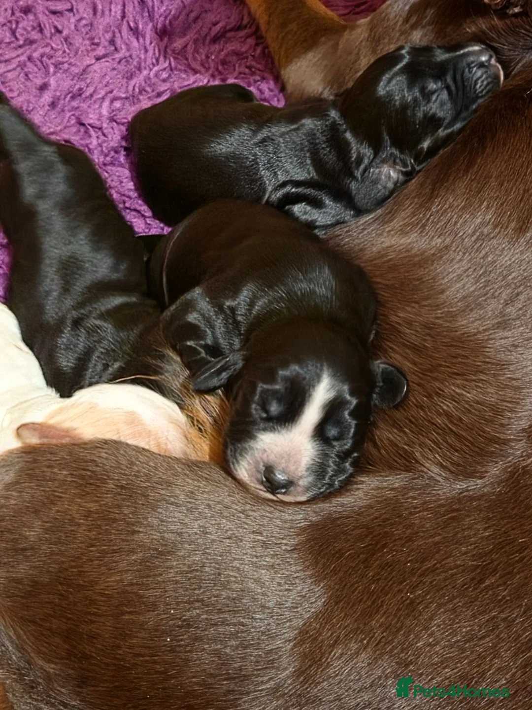 Cocker Spaniel dogs for sale: Beautiful litter of working cocker puppies - Advert 8