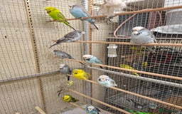 Budgerigars birds for sale: Exhibition Budgerigars for sale. - Image 1