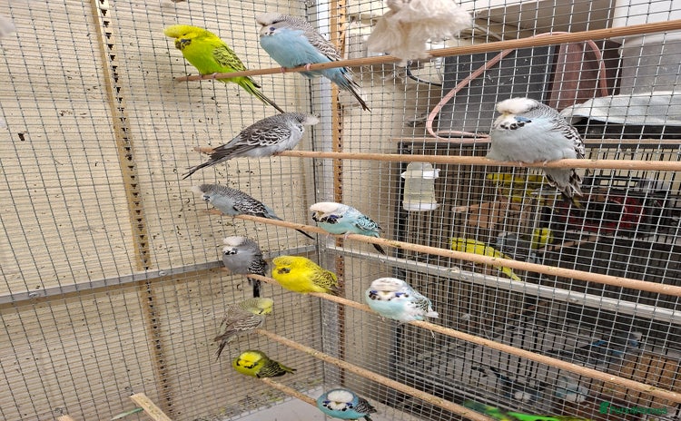 Budgerigars birds - Advert 1