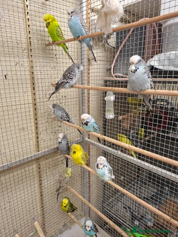 Budgerigars birds - Advert 1