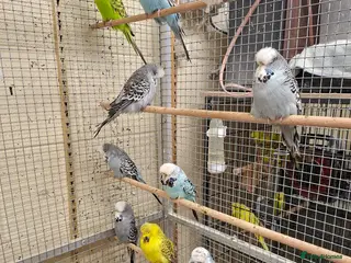 Budgerigars birds Exhibition Budgerigars for sale. - Advert 17