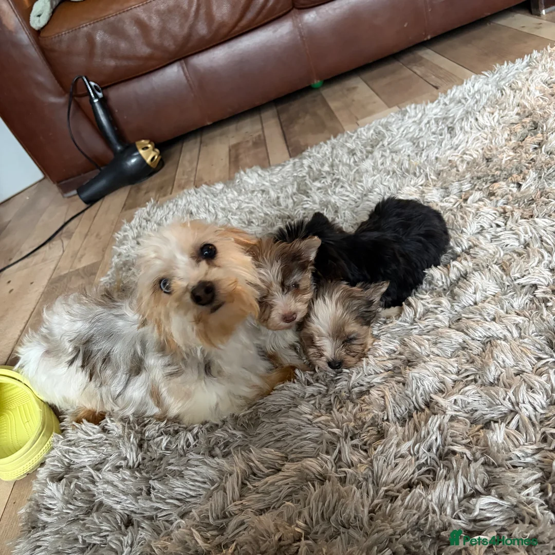 Biewer Terrier dogs for sale: Colourful Biewers  in Walsall - Advert 2