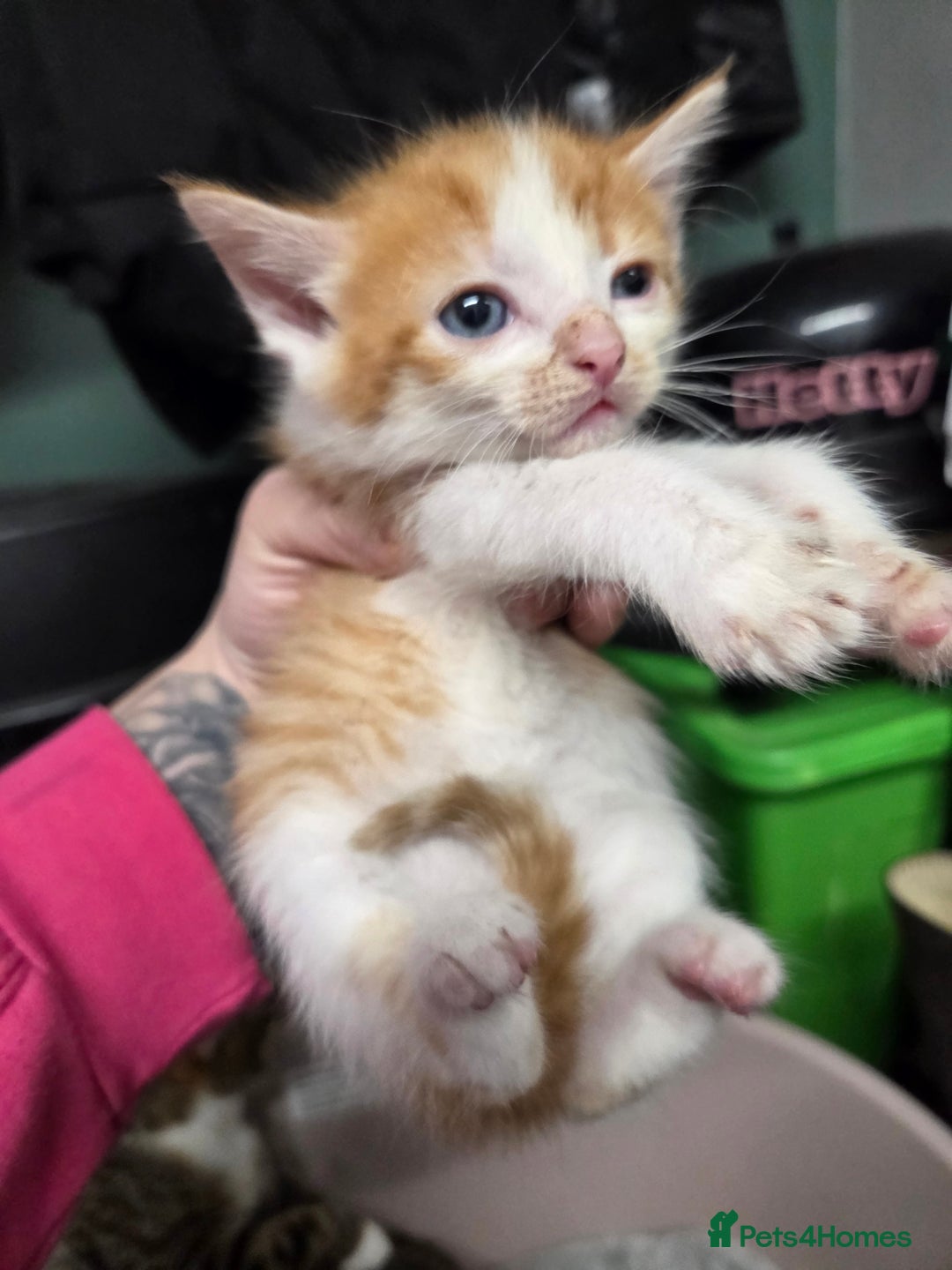 Mixed Breed cats for sale: 2 female 2 male kittens available - Advert 4