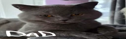 British Shorthair cats for sale: Beautiful Confident and Loving Kittens. - Advert 20