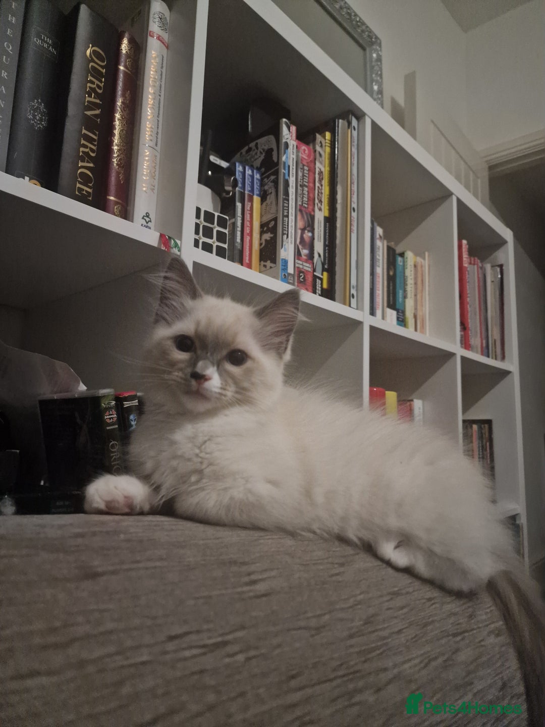 Ragdoll cats for sale: Meet Simon – the last of our Ragdoll trio - Image 6