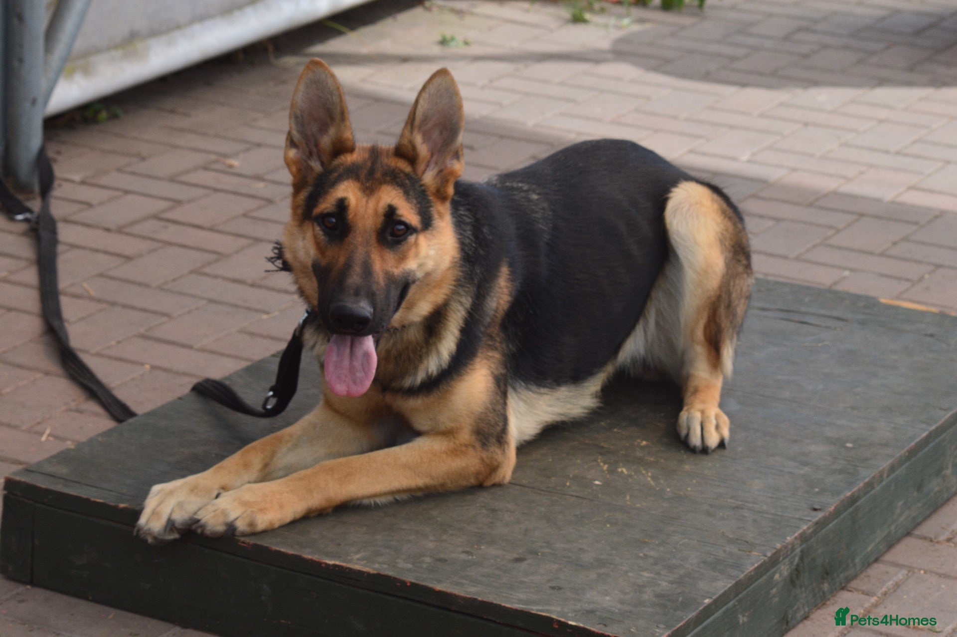 German Shepherd dogs KC Registered Young Female GSD – Trained - Advert 2