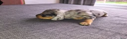 Miniature Dachshund dogs for sale: Miniature Dachshund pups  - Advert 7