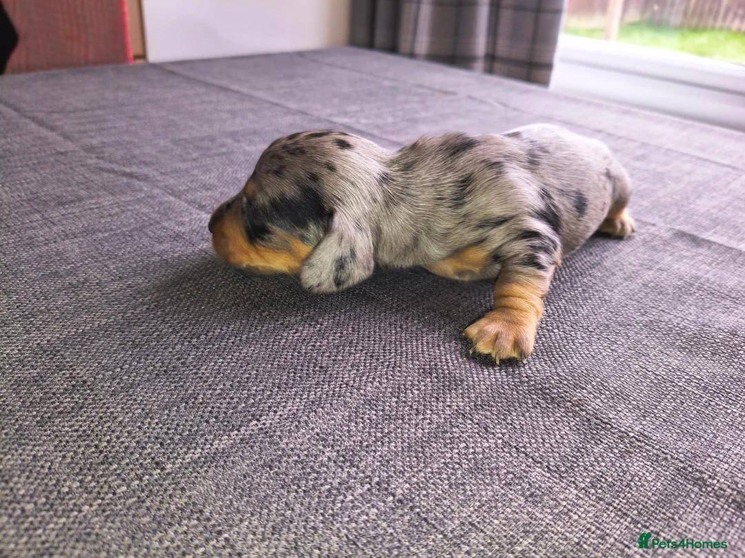 Miniature Dachshund dogs for sale: Miniature Dachshund pups  - Advert 7
