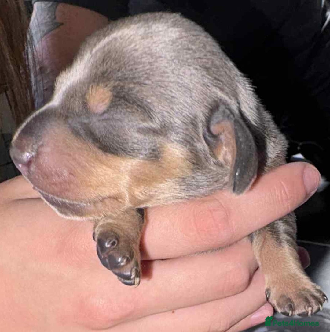 Dachshund dogs for sale: 4 beautiful female dachshund  - Image 3