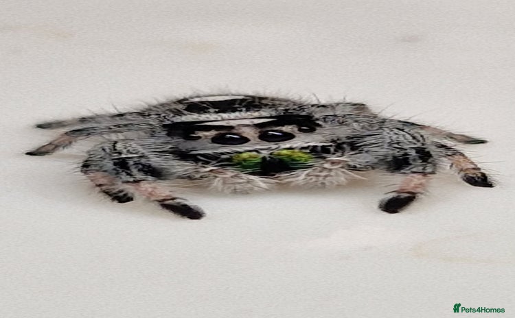 Spiders invertebrates - Advert 1