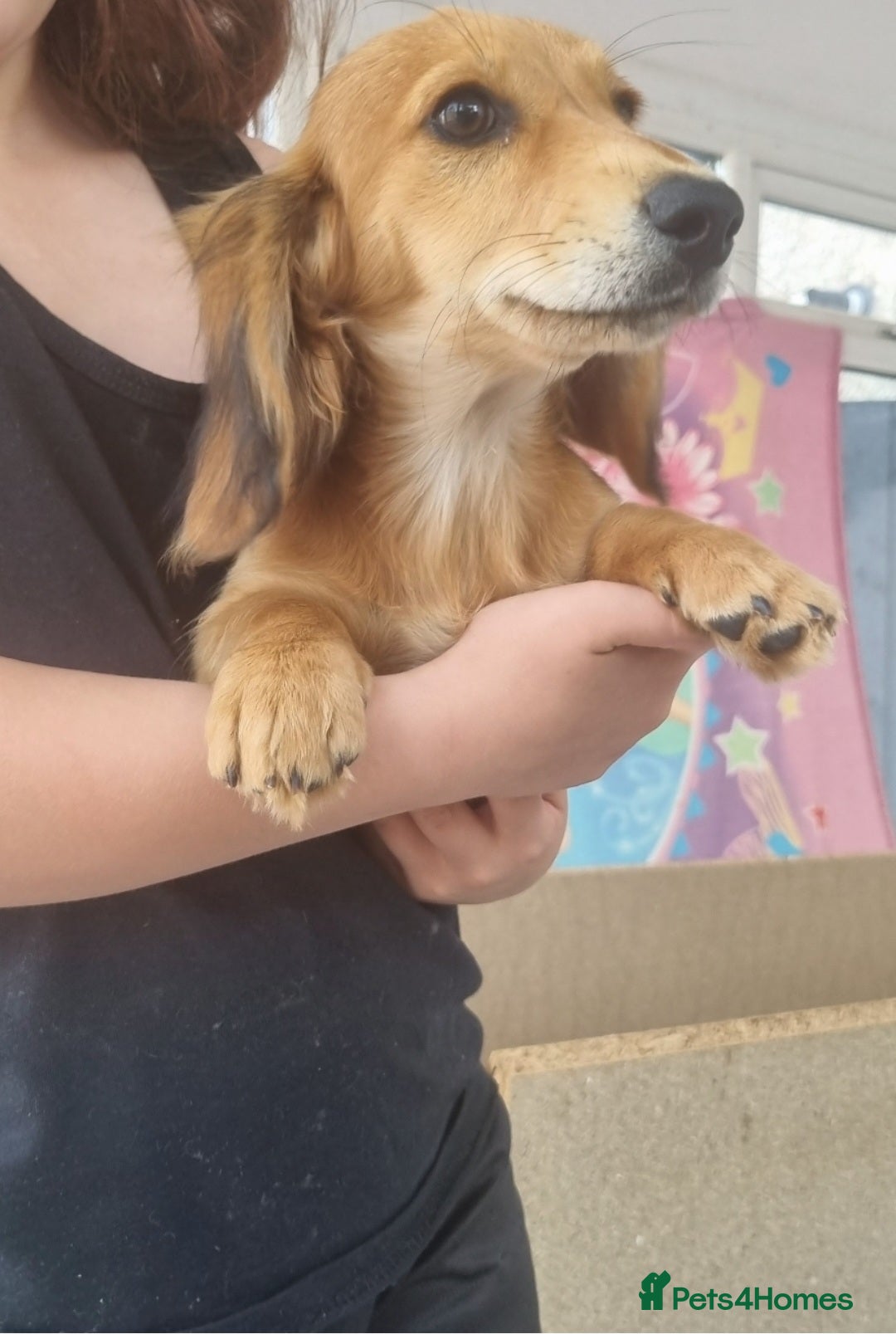 Miniature Dachshund dogs  Long haired mini dachshunds ready to leave  - Advert 1