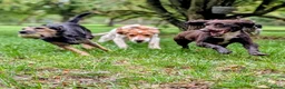 Mixed Breed dogs for sale: Patterdales (cocker/patterdale)  - Advert 7