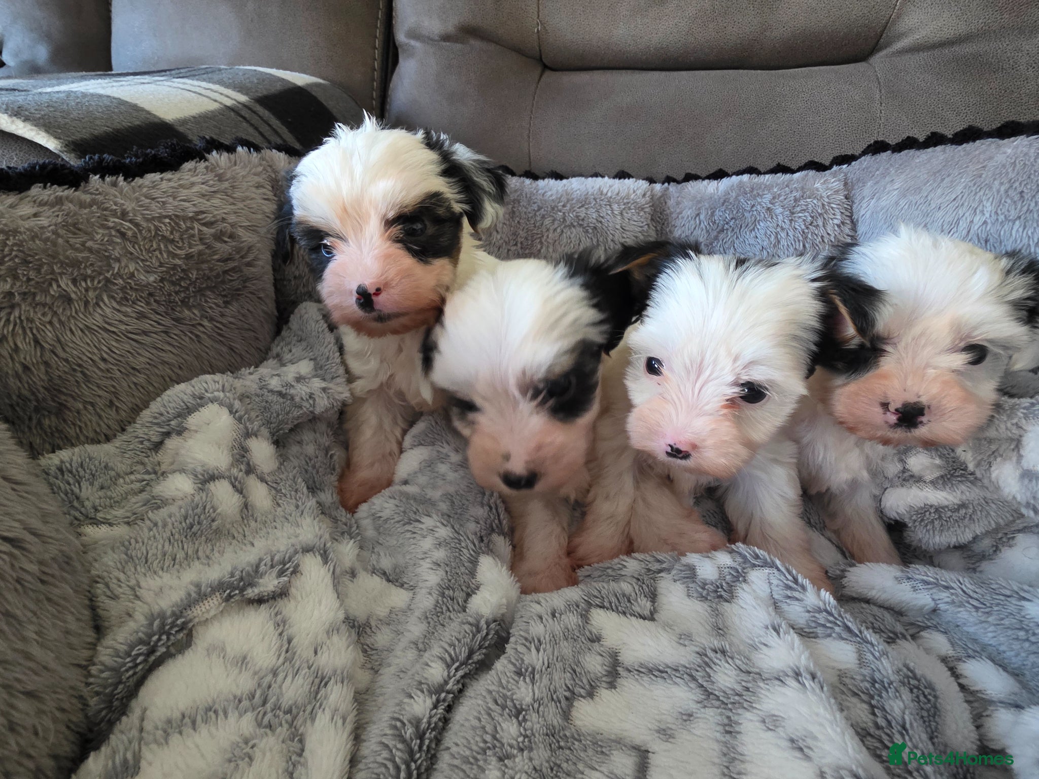 Biewer Terrier dogs Biewer Terrier  - Advert 7