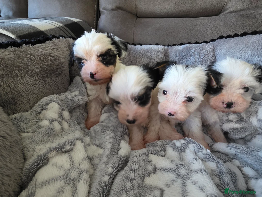 Biewer Terrier dogs for sale: Biewer Terrier  - Advert 1