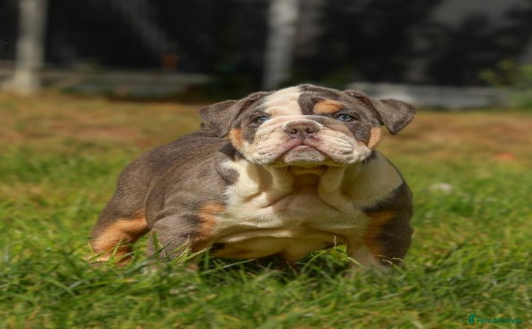 English Bulldog dogs - Advert 1