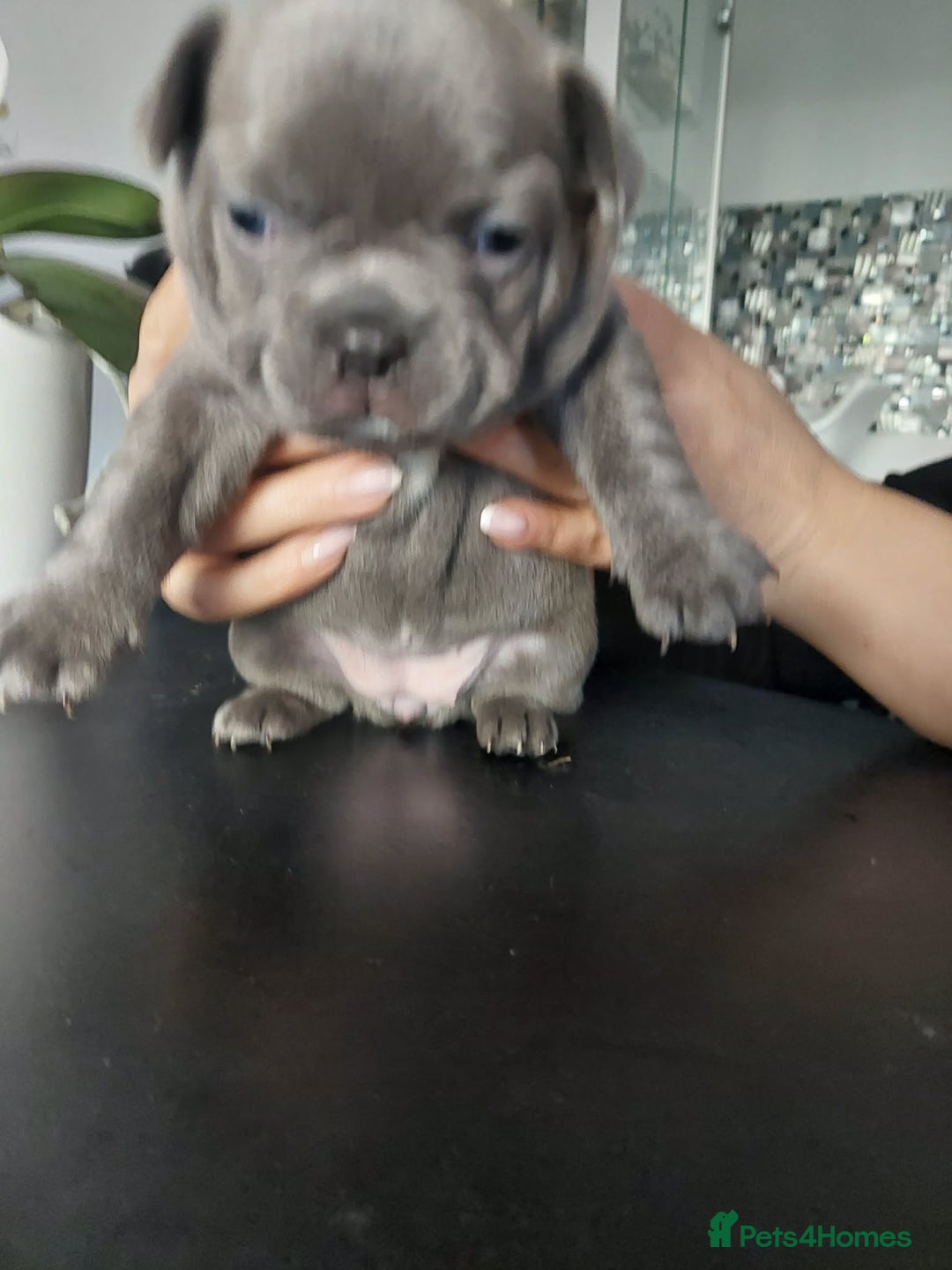 French Bulldog dogs for sale: Beautiful KC registered French Bulldog Puppies - Advert 19