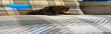 Choc Boy 