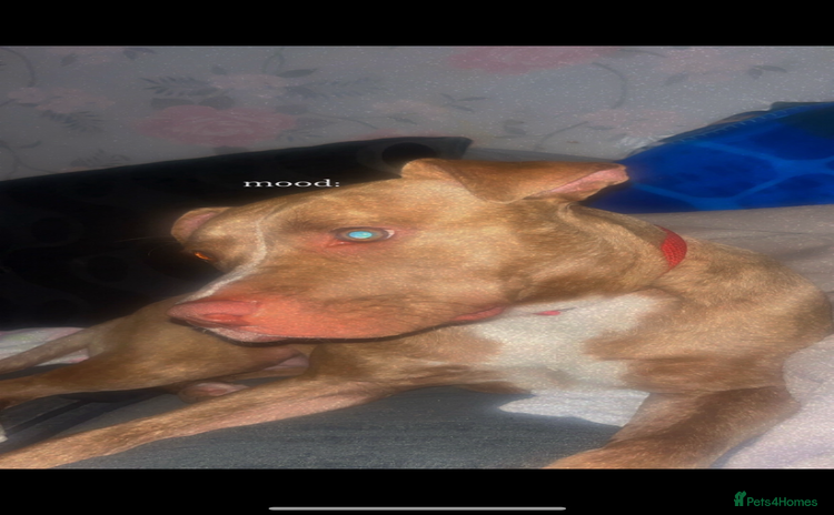 Staffordshire Bull Terrier dogs - Advert 3