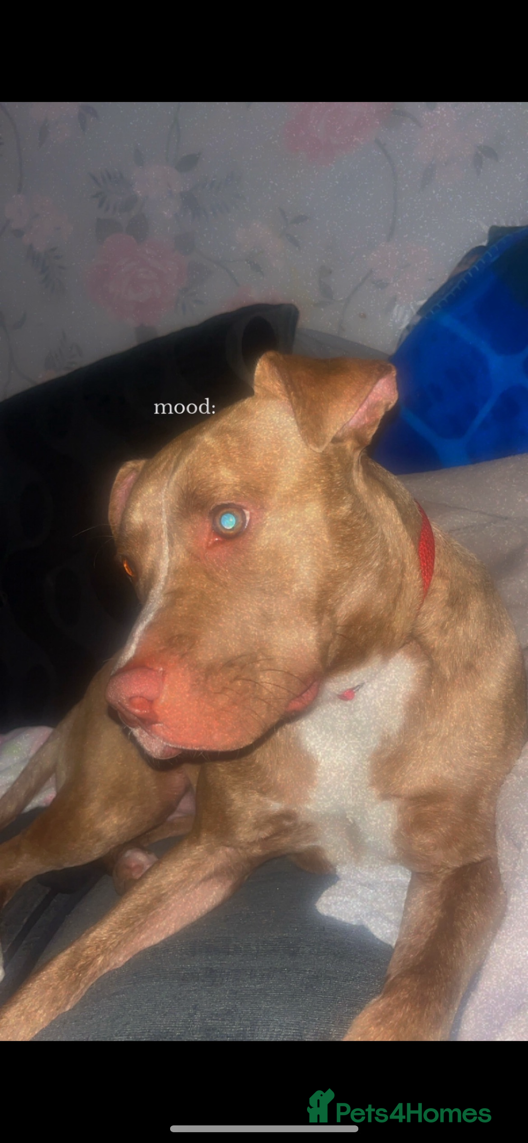 Staffordshire Bull Terrier dogs for sale: Beautiful staffie girl - Image 1