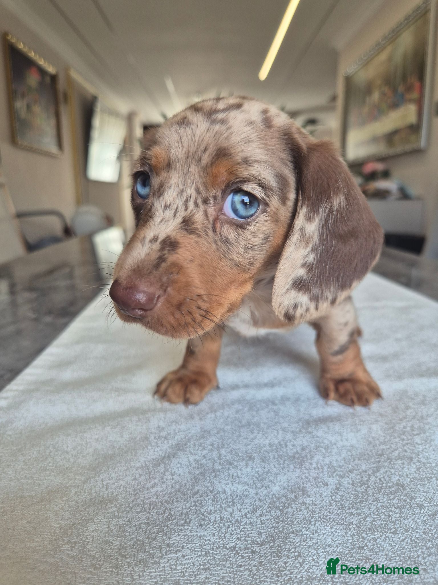 Miniature Dachshund dogs Beautiful Miniature Dachshund Puppies!💙💙♥️♥️♥️ - Advert 18