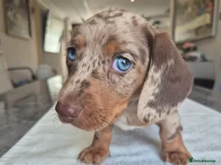 Miniature Dachshund dogs Beautiful Miniature Dachshund Puppies!💙💙♥️♥️♥️ - Advert 18