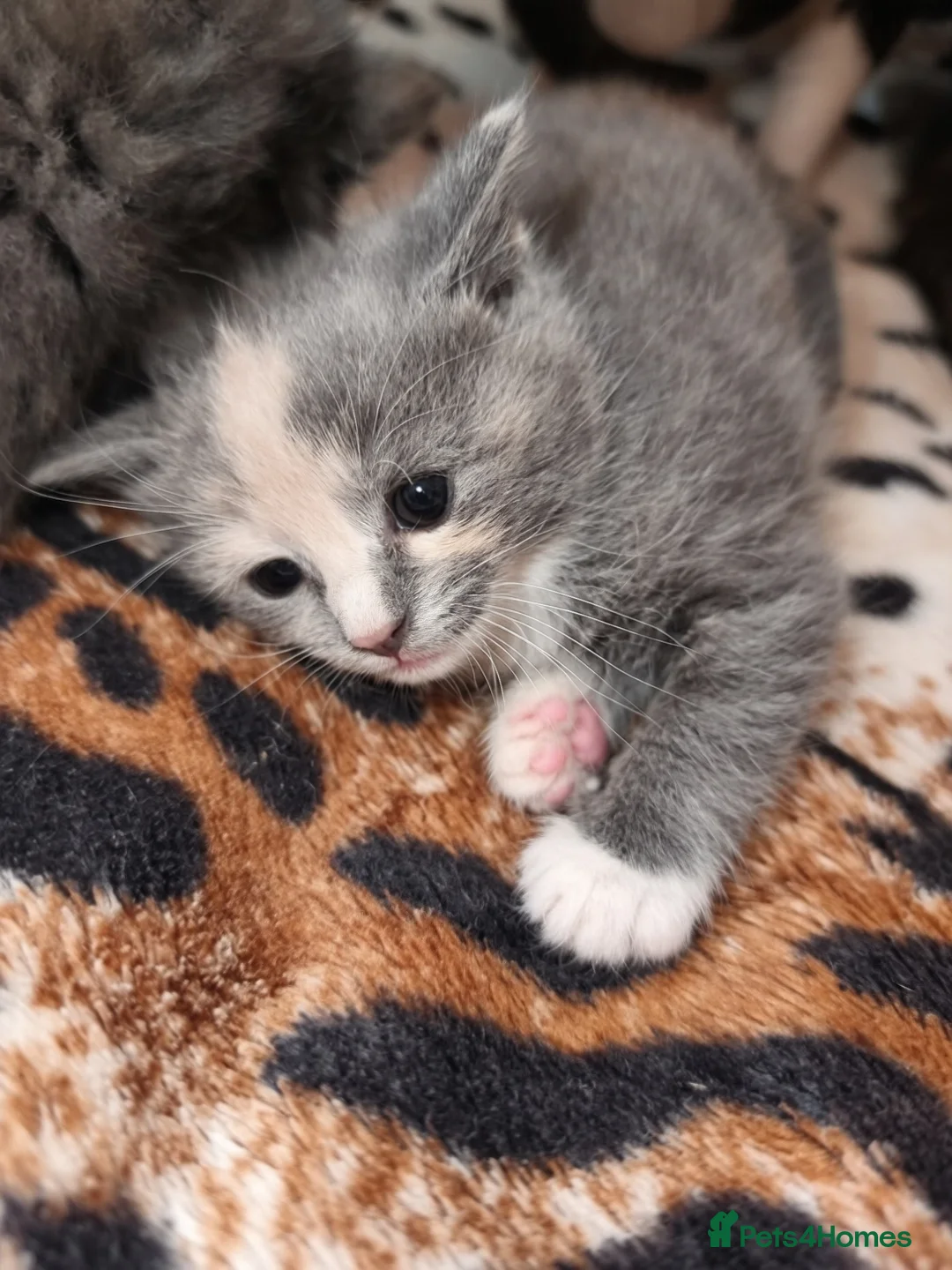 Mixed Breed cats for sale: Mixed breed kittens - Advert 9