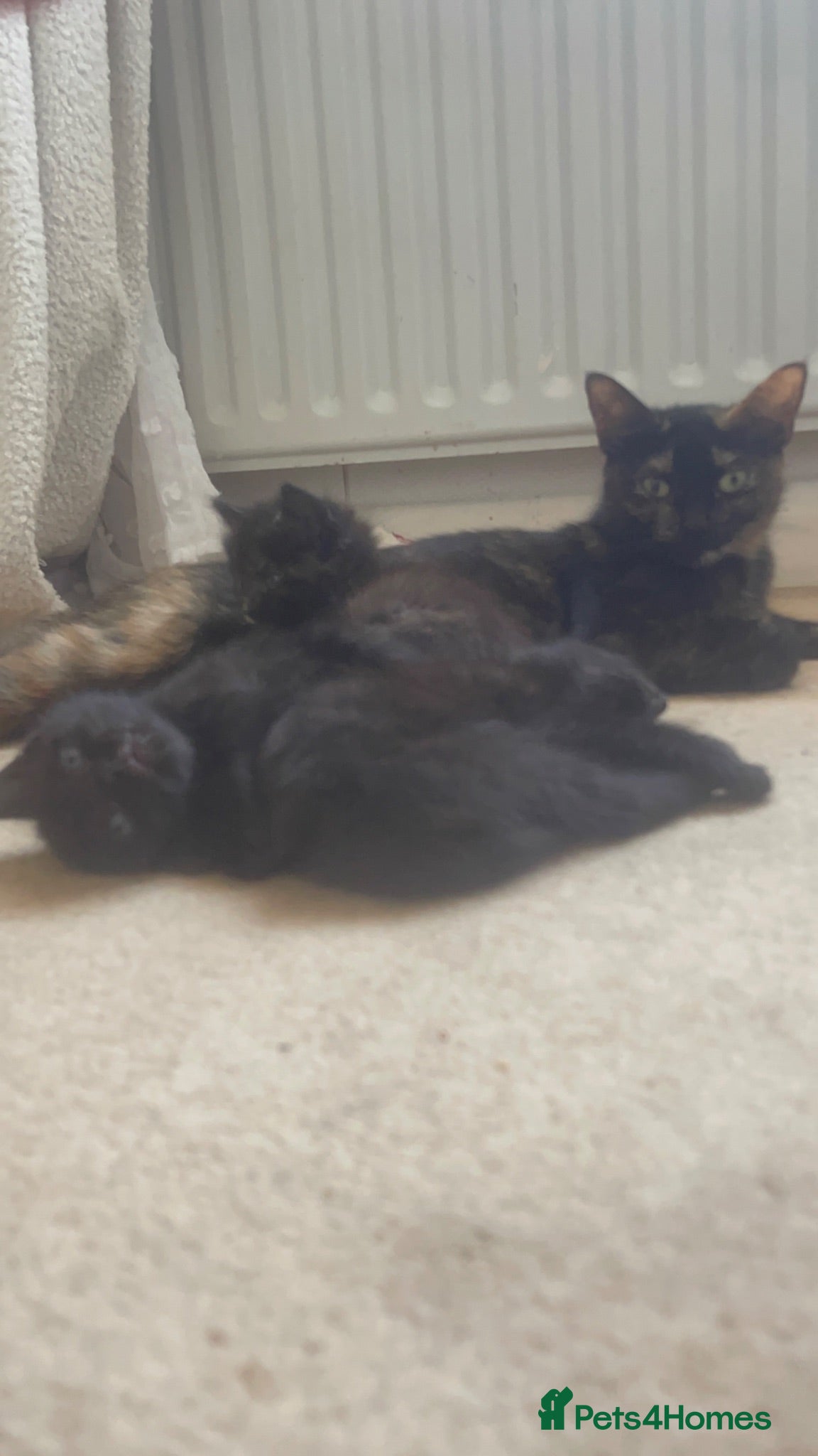 Mixed Breed cats 4 gorgeous kittens 2 boys 2 girls - Advert 7