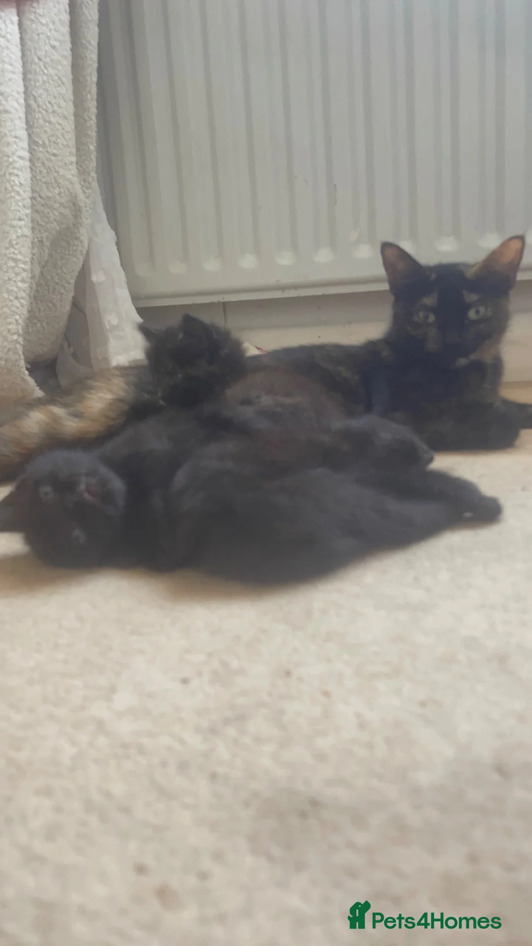 Mixed Breed cats for sale: 4 gorgeous kittens 2 boys 2 girls - Advert 1
