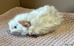 Guinea Pig rodents for sale: Young Guinea pigs  - Image 12