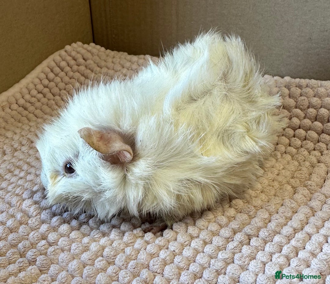 Guinea Pig rodents for sale: Young Guinea pigs  - Image 12