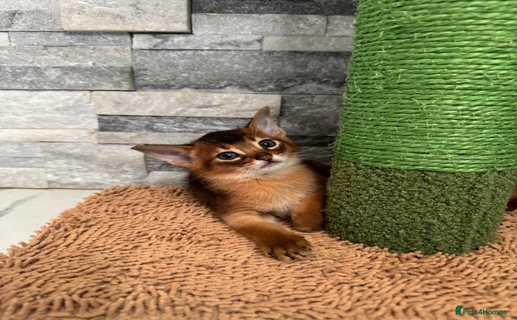 Abyssinian cats - Advert 4