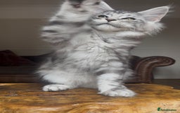 Maine Coon cats for sale: LRC MCS - ONE BLACK SMOKE FEMALE AVAILABLE - Image 14