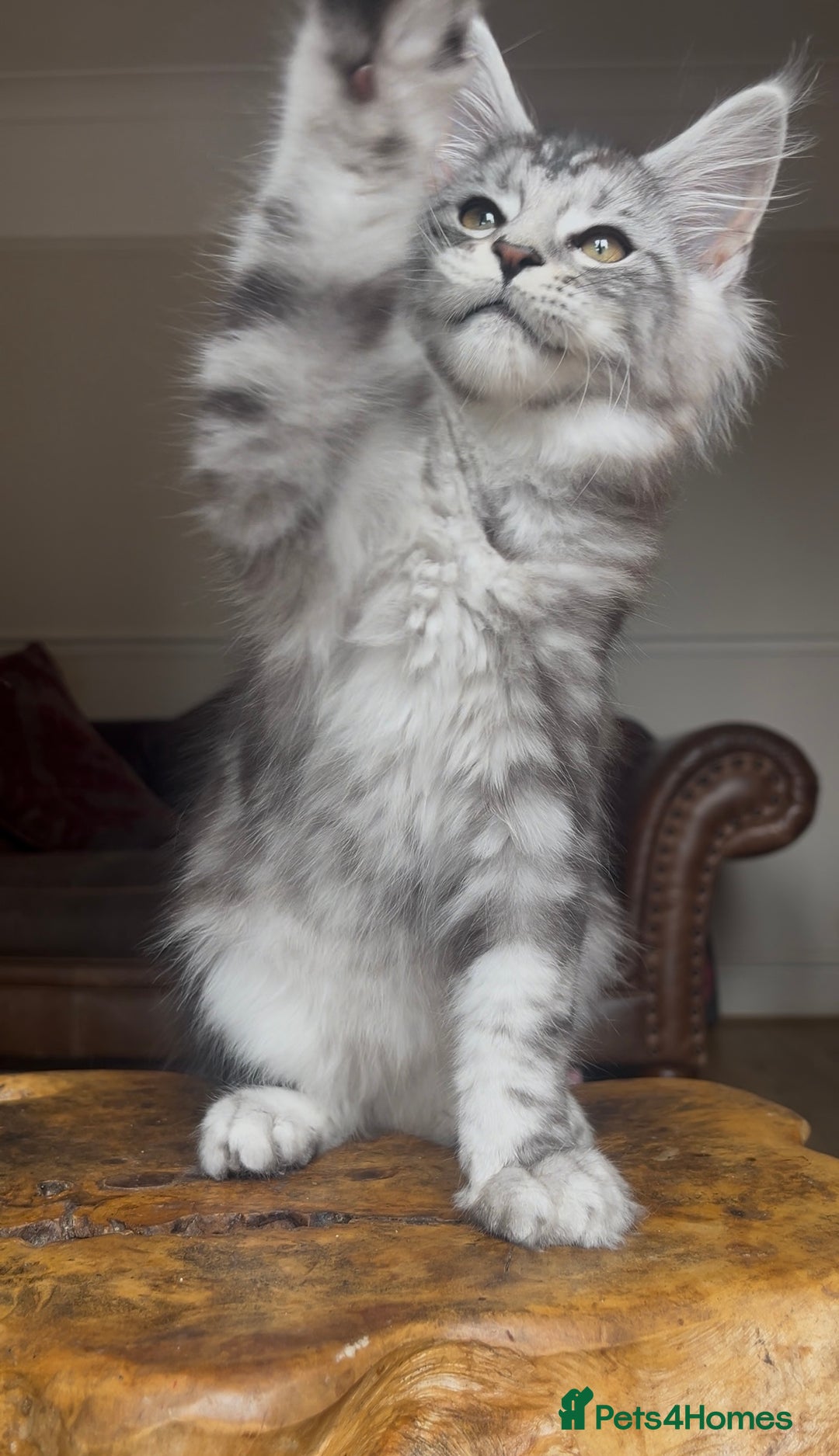 Maine Coon cats for sale: LRC MCS - ONE BLACK SMOKE FEMALE AVAILABLE - Image 14