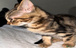 Bengal cats for sale: 5 females bengal cats  - Image 7