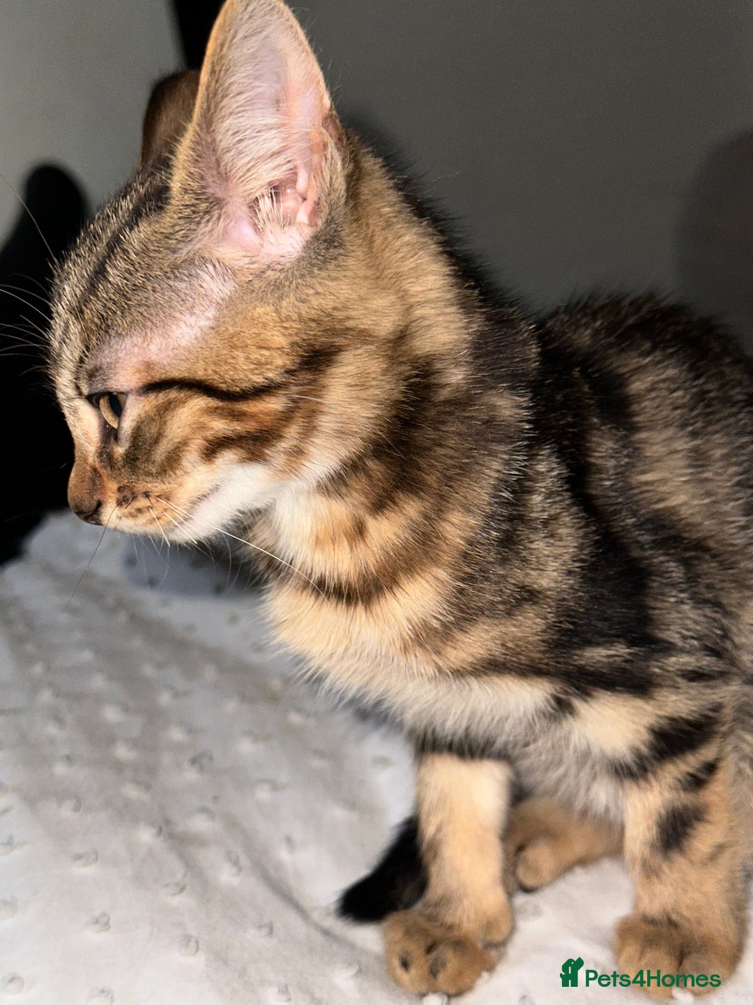 Bengal cats for sale: 5 females bengal cats  - Image 7
