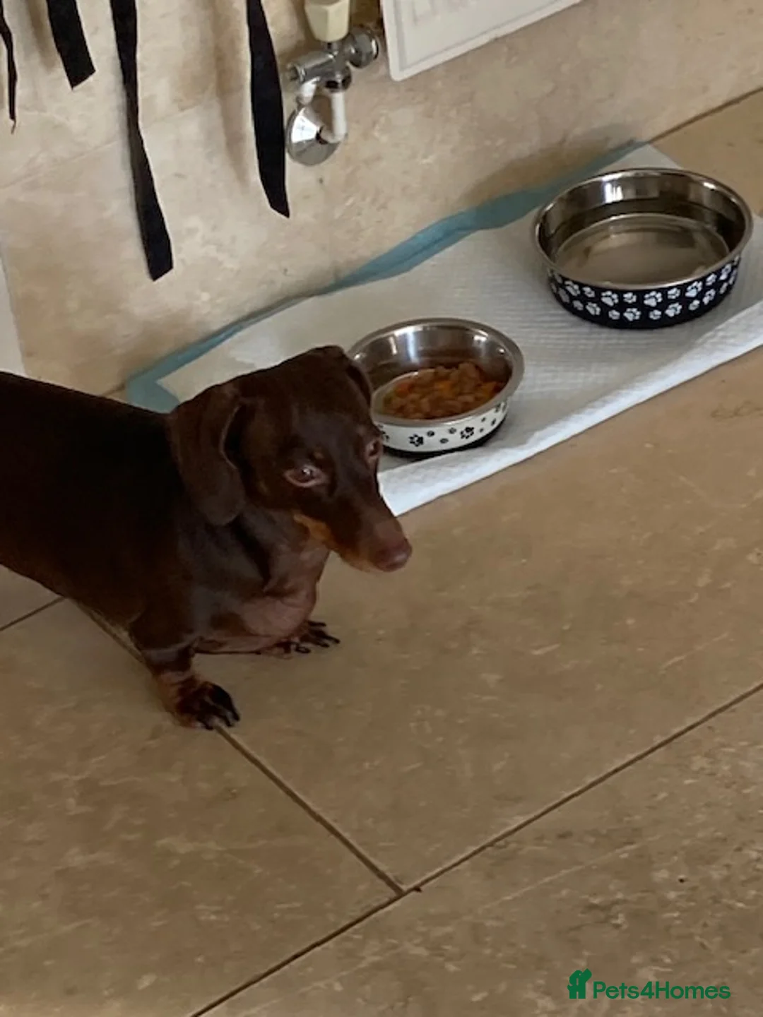 Miniature Dachshund dogs for sale: Miniature Dauchund - Advert 1